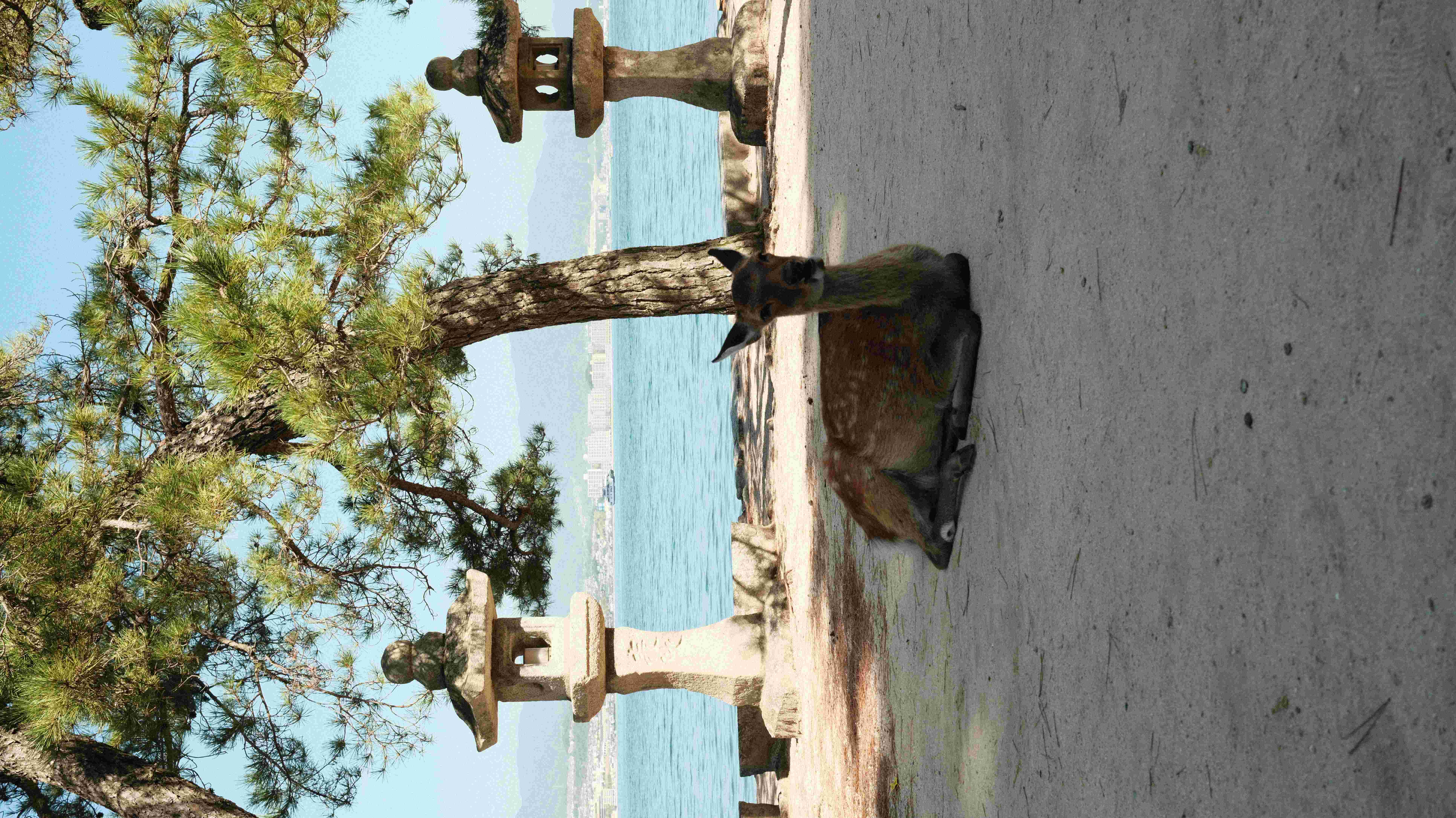 Tame deer at Miyajima Island Hiroshima