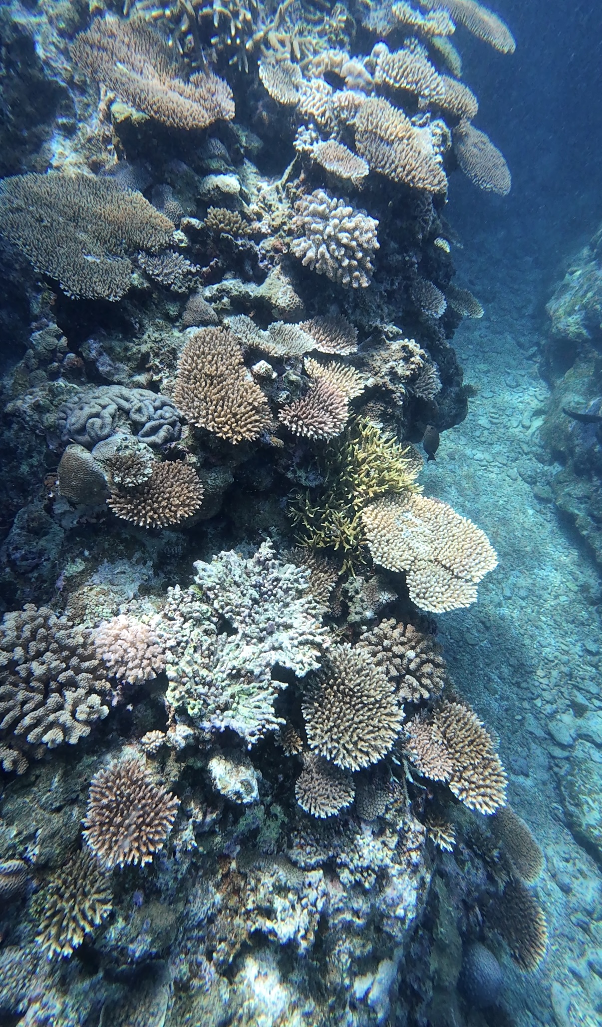 Coral reef diving Ishigaki