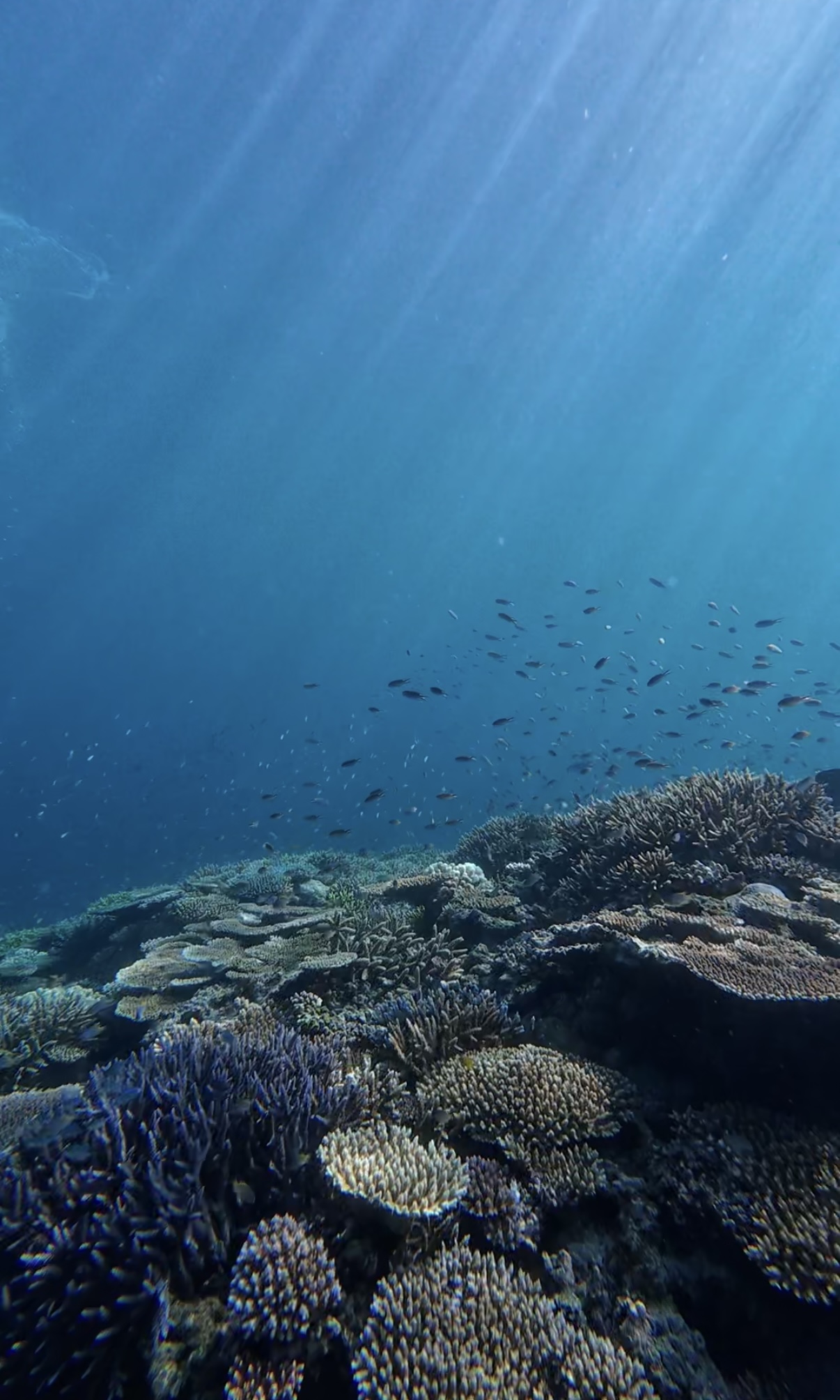 Manta ray Ishigaki dive site