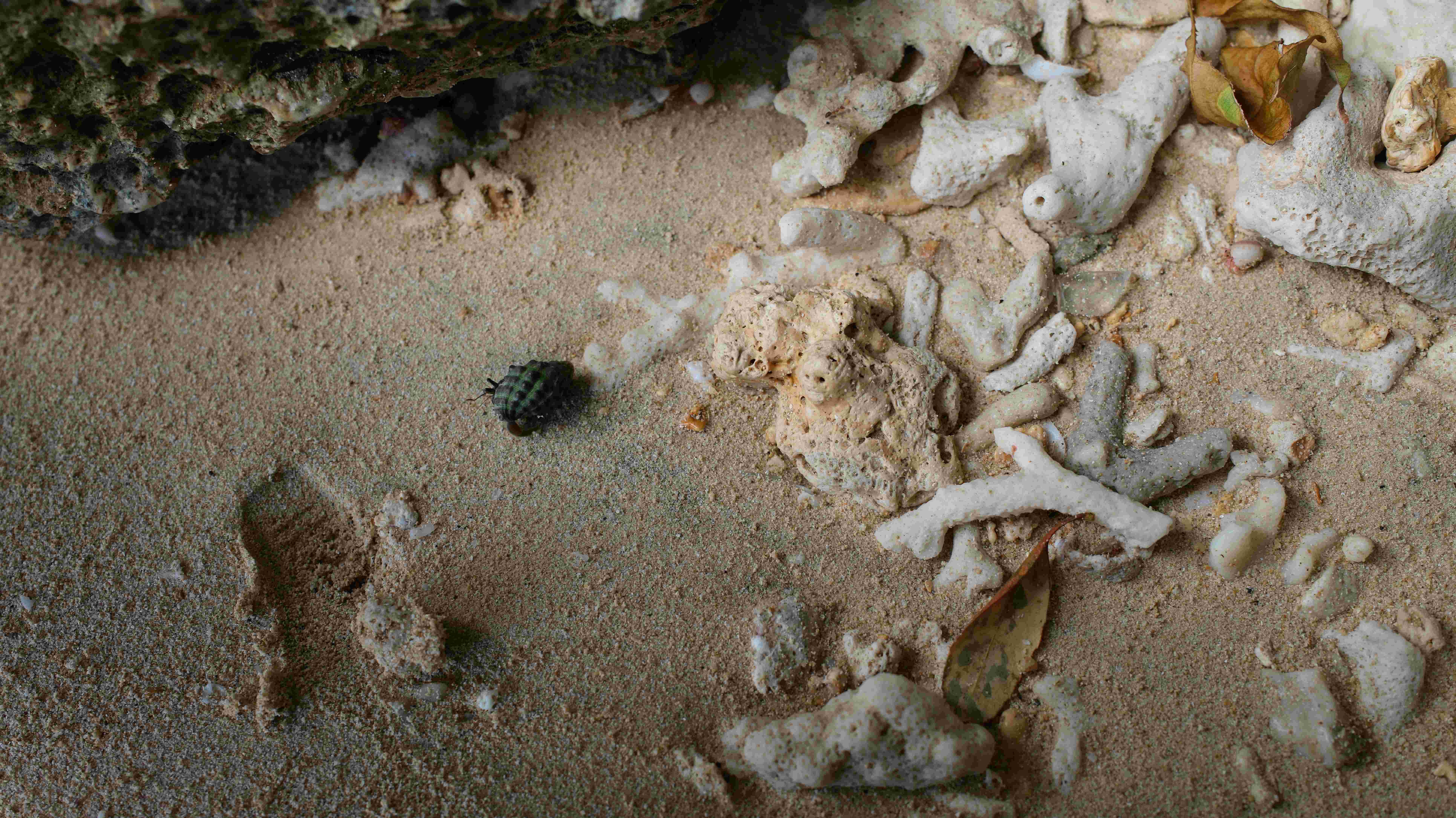 Taketomi island star sand shells