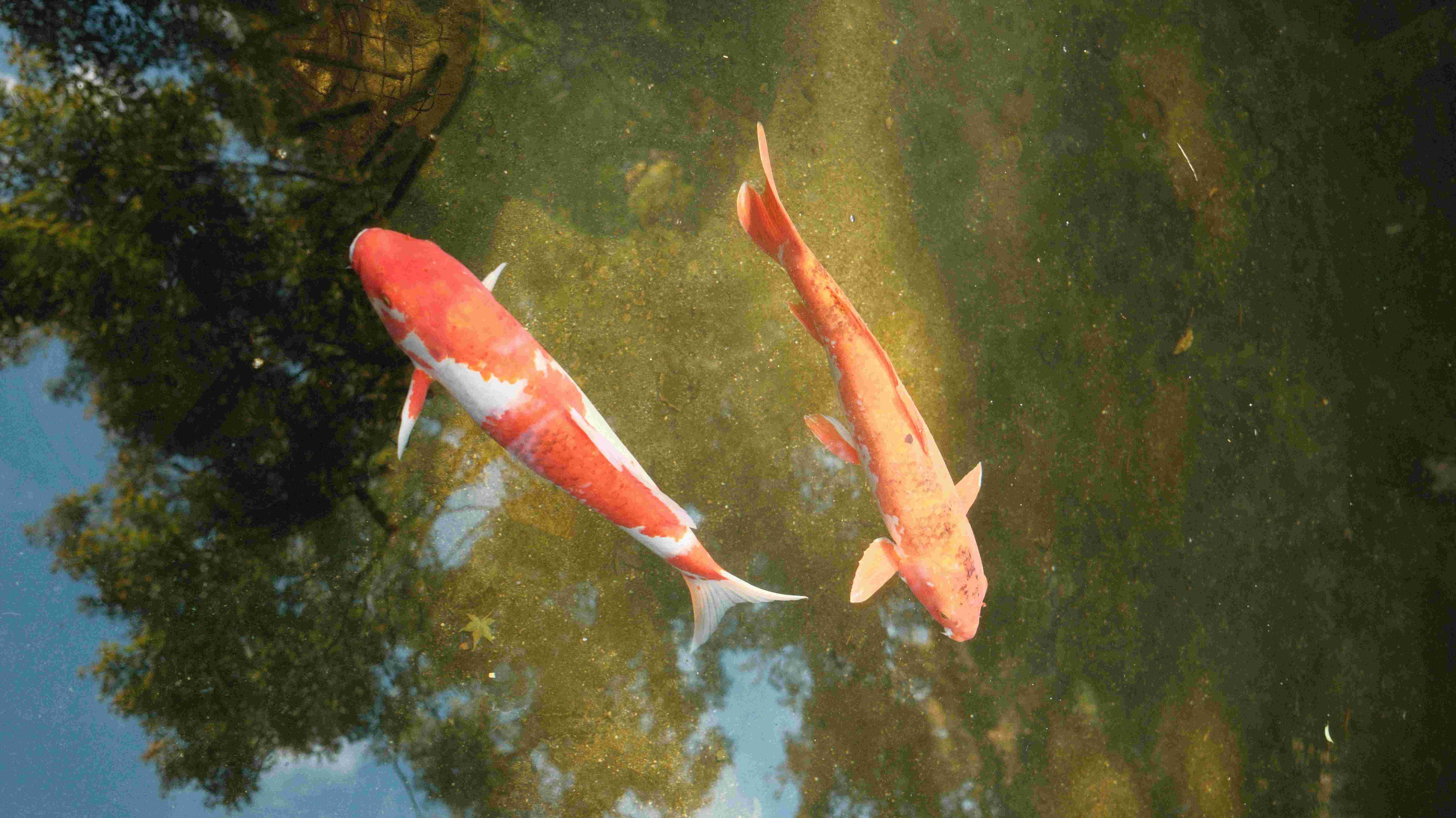 Kamakura temple pond fish afternoon