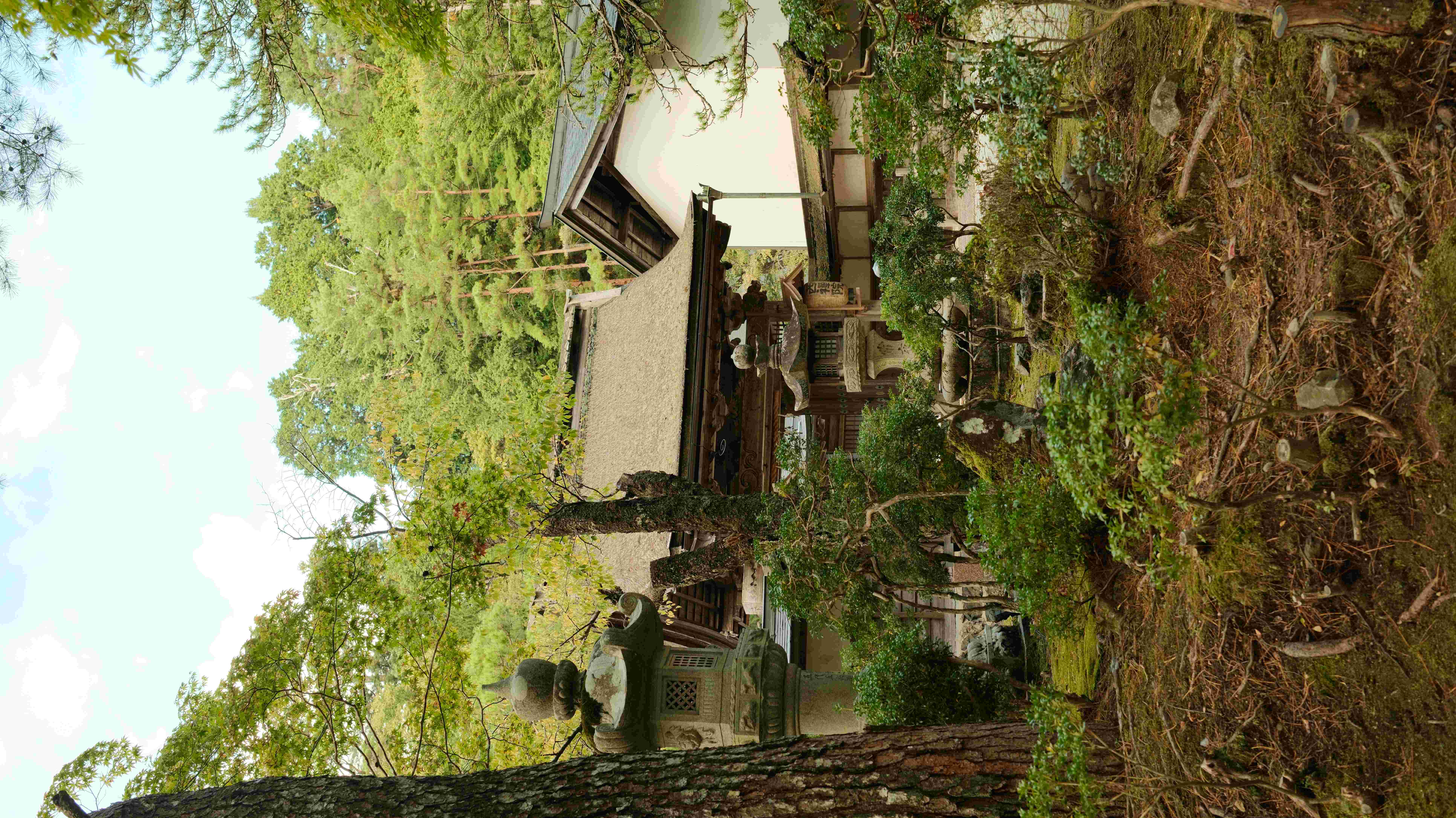 Koyasan temple buildings cedar forest
