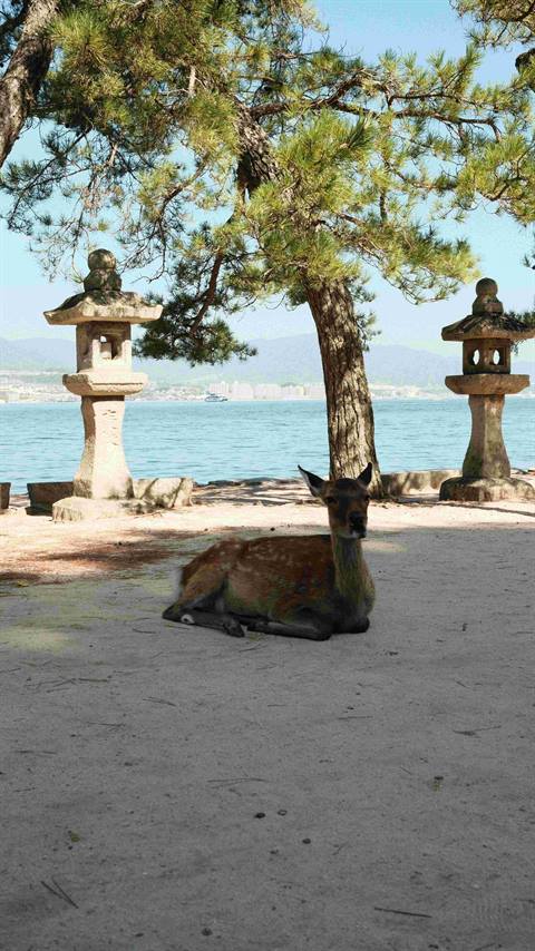 Deer on Miyajima island