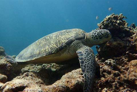 Sea turtle in Ishigaki